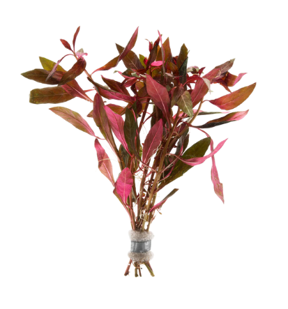 Red Ludwigia Live Plant (Ludwigia Repens) - Live Fish & Plants 