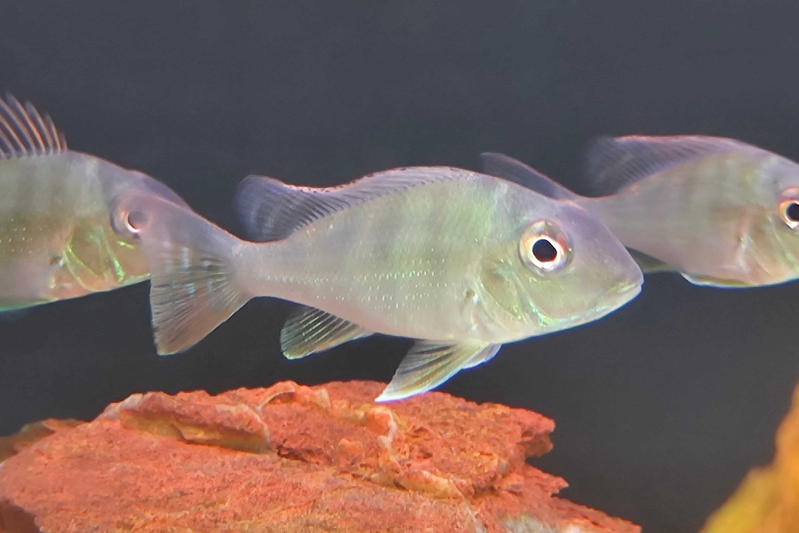 Red Striped Eartheater (Geophagus surinamensis)