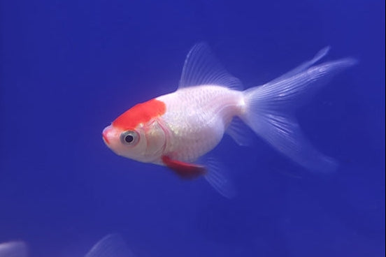 Red and White Fantail Goldfish Live Fish Image