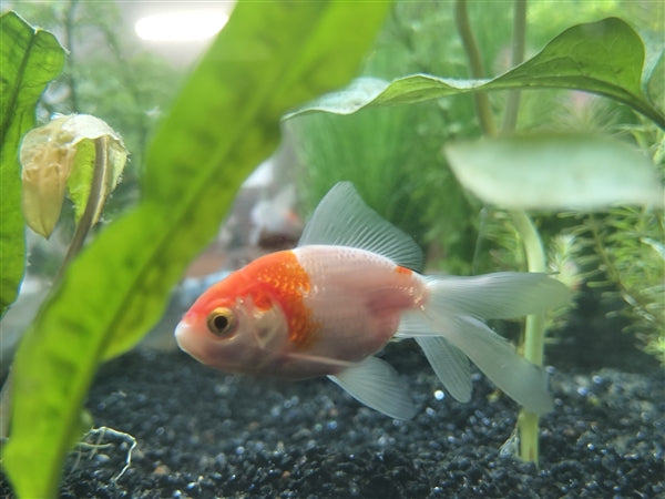 Red & White Fantail Goldfish