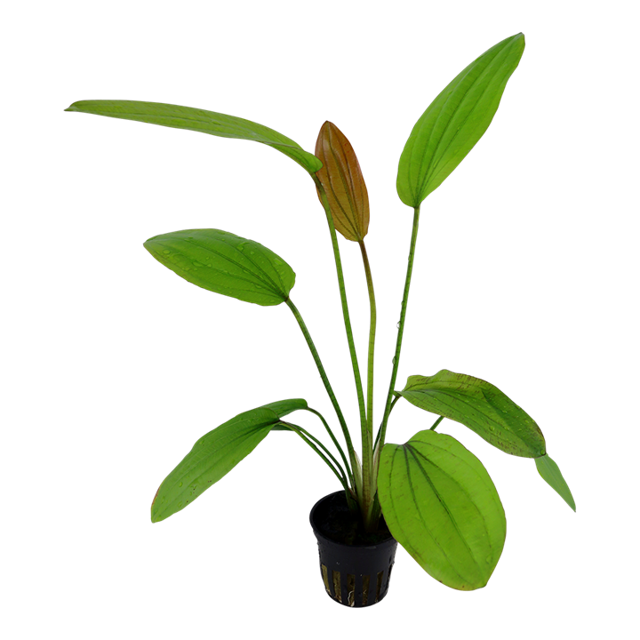 Rose Sword Live Plant (Echinodorus Rose) - Live Fish & Plants - Potted