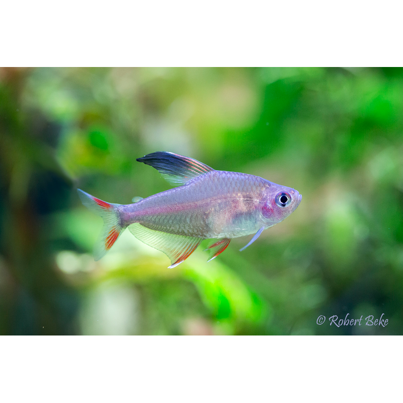 Rosy Tetra (Megalamphodus rosaceus) - Live Fish & Plants - Default Title