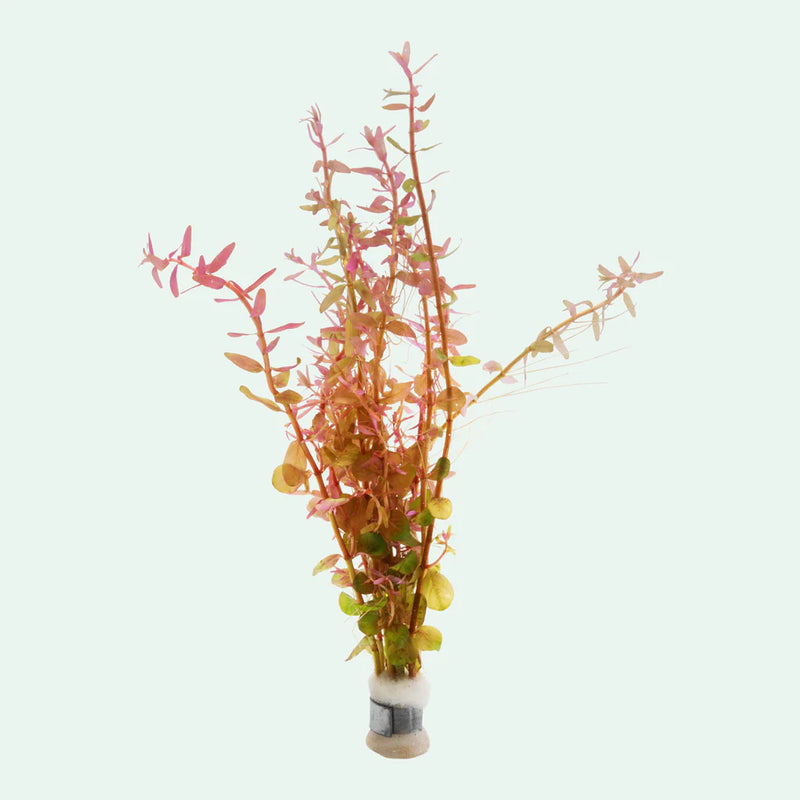 Beanstalk Live Plant (Rotala Rotundifolia)