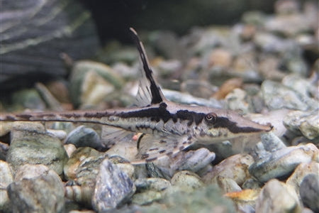 Royal Farlowella Whiptail Catfish (Sturisoma panamense) - Live Fish & Plants - Default Title