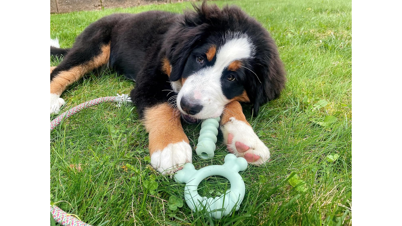 Nylabone Puppy Chew Tactile Ring Regular