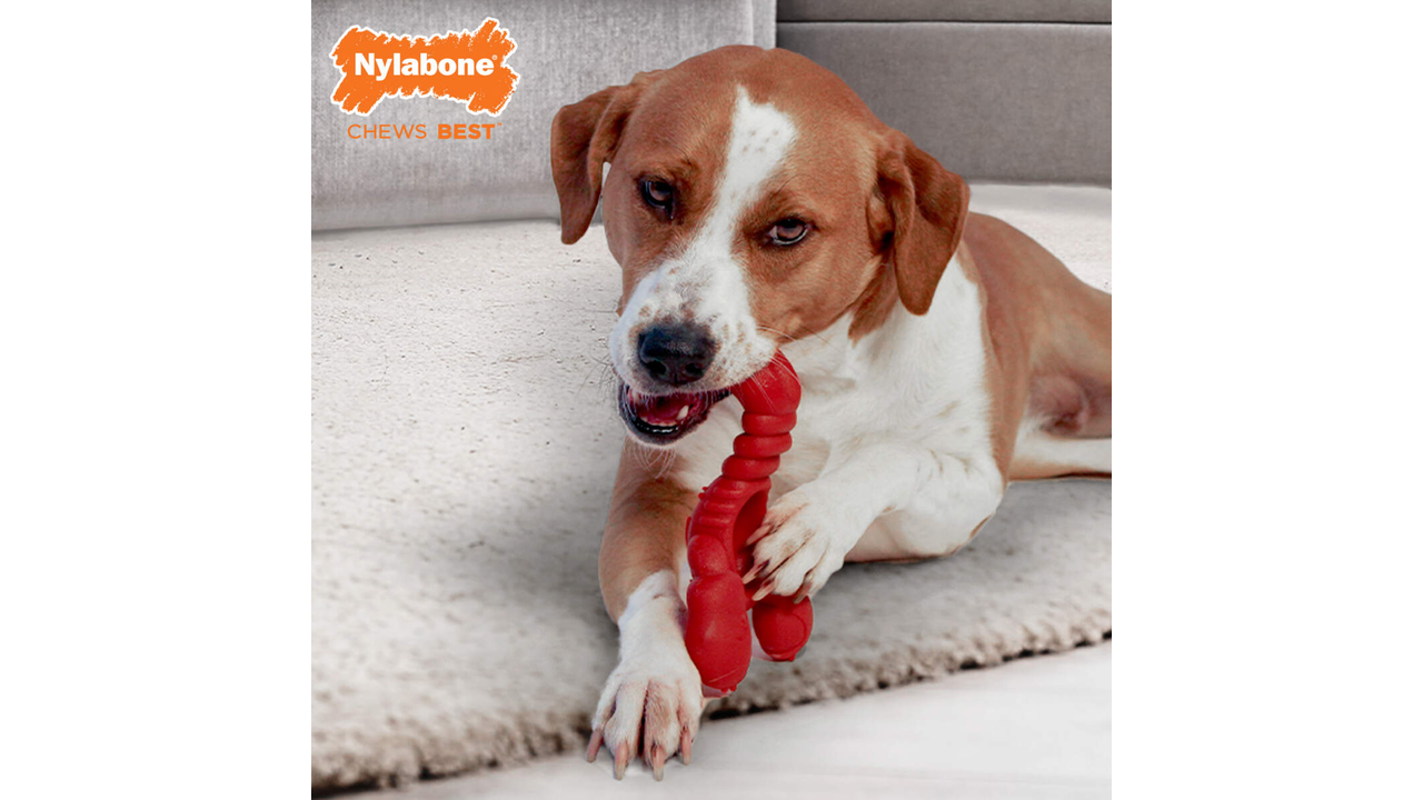 Nylabone Lobster Chew Souper