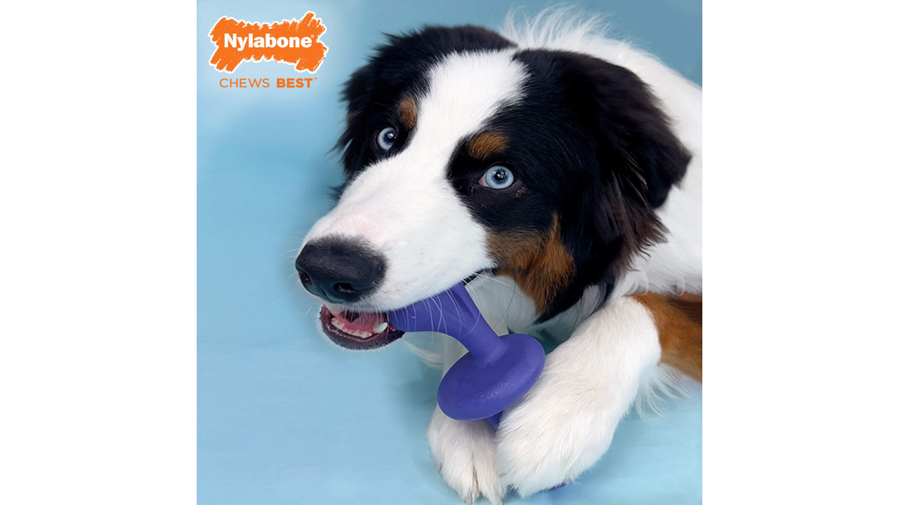 Nylabone Power Chew Rolley Giant