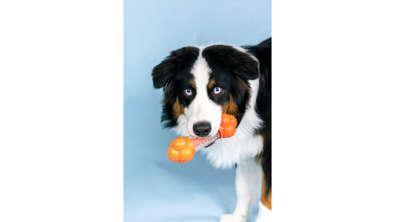 Nylabone Sneaky Snacker Chew & Treat Toy Giant