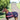 STC Thermo Master 600D Growing Foal Rug - Navy/Pink