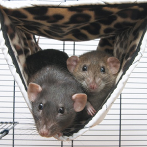 Savic Relax De Luxe Tube Large - Small Animal Toys & Hides 