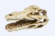 Scales And Tails Crocodile Skull Ornament - Fish Tank Decorations - Default Title