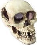 Scales And Tails Skull Ornament - Fish Tank Decorations - Default Title