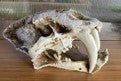 Scales And Tails Skull Sabertooth Ornament - Fish Tank Decorations - Small - 12.5 x 7 x 7cm-Medium - 19.5 x 10.5 x 11cm-Large - 26.5 x 14.5 x 15.5cm