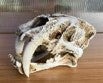 Scales And Tails Skull Sabertooth Ornament - Fish Tank Decorations - Small - 12.5 x 7 x 7cm-Medium - 19.5 x 10.5 x 11cm-Large - 26.5 x 14.5 x 15.5cm