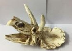 Scales And Tails Triceratops Skull Ornament - Fish Tank Decorations - Default Title