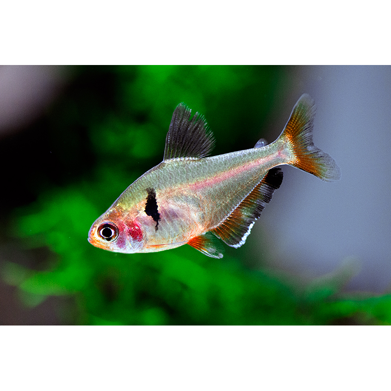 Serpae Tetra (Hyphessobrycon eques) - Live Fish & Plants - Default Title