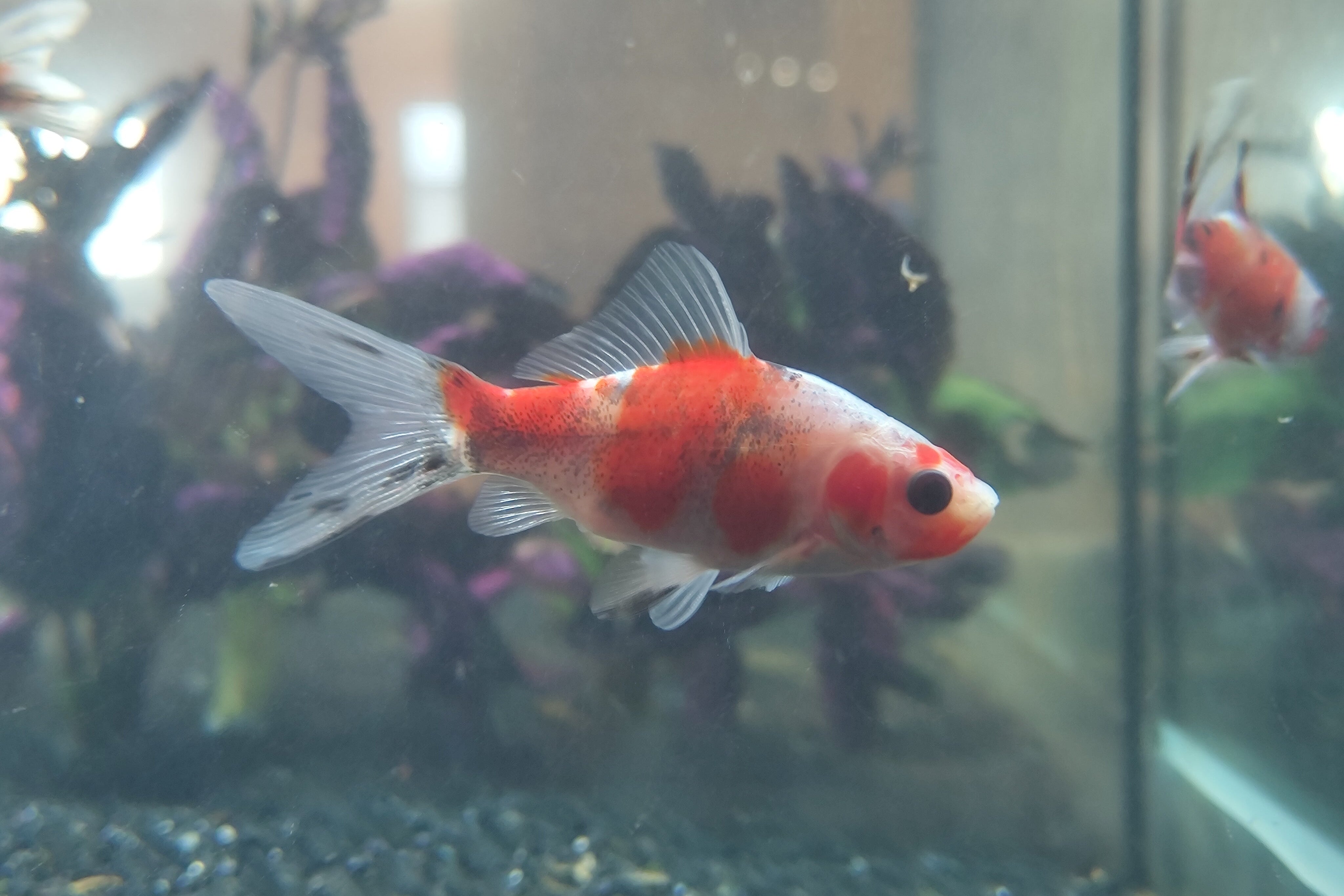 Shubunkin Goldfish - Live Fish & Plants 