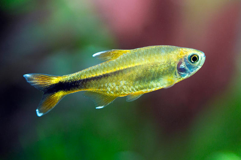 Silvertip Tetra (Hasemania nana) - Live Fish & Plants - Default Title