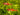 Spotted Dwarf Rasbora (Boraras maculatus) - Live Fish & Plants