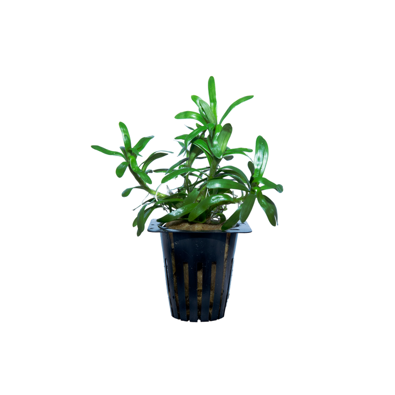 Star Grass Live Plant (Heteranthera Zosterfolia)