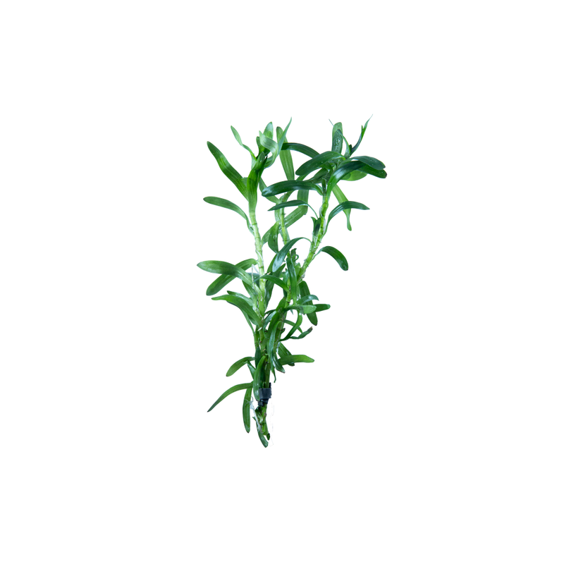 Star Grass Live Plant (Heteranthera Zosterfolia)