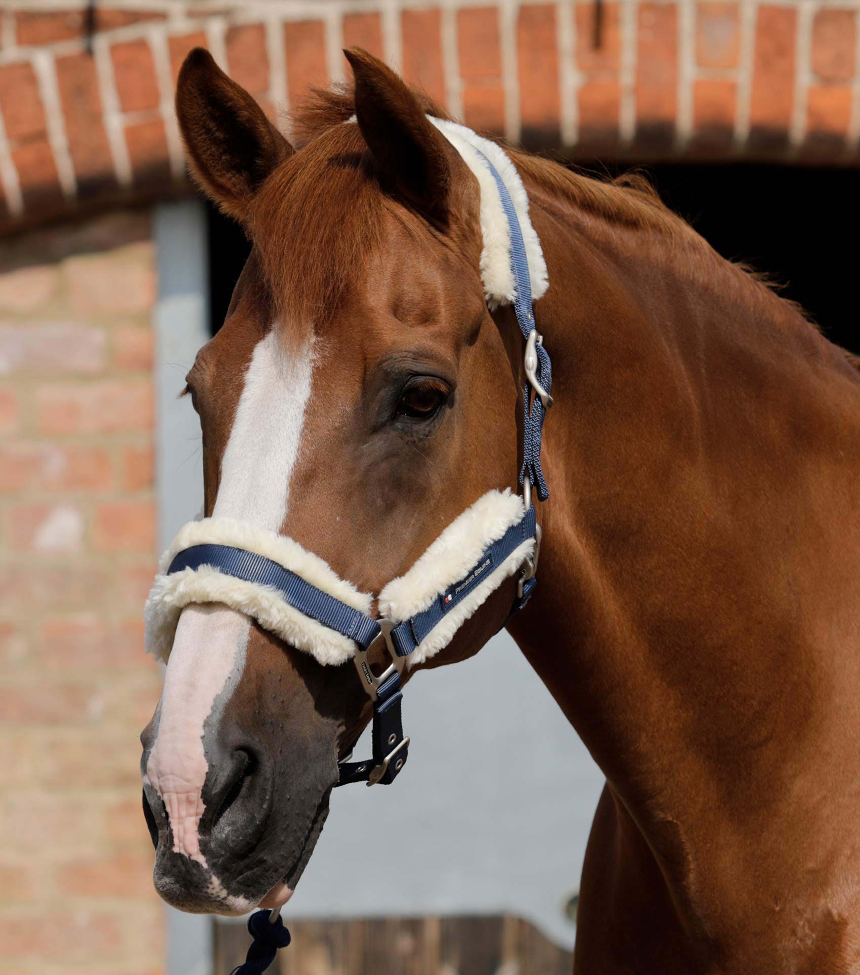 Premier Equine Techno Wool Lined Head Collar