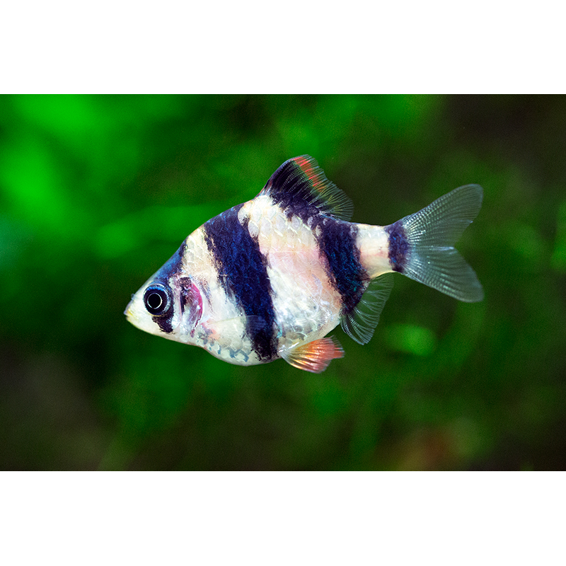 Tiger Barb (Puntigrus tetrazona) - Live Fish & Plants - Default Title
