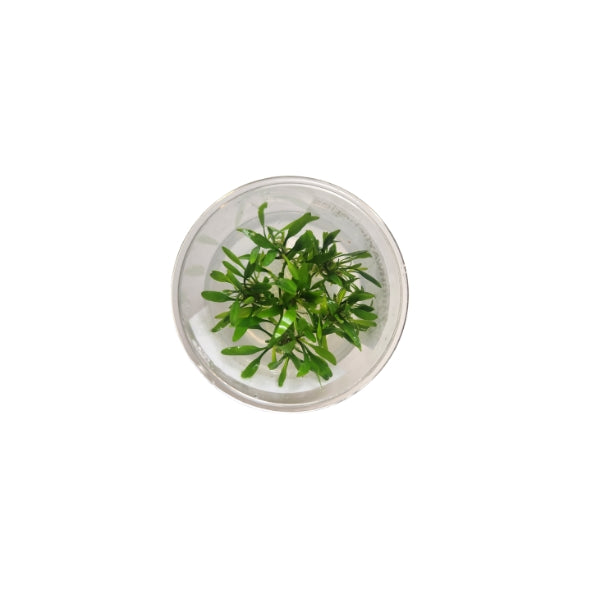 Tissue Culture - Cryptocoryne Lucens