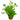 Variegated Babytears (Lindernia Rotundifolia) - Live Fish & Plants - Potted