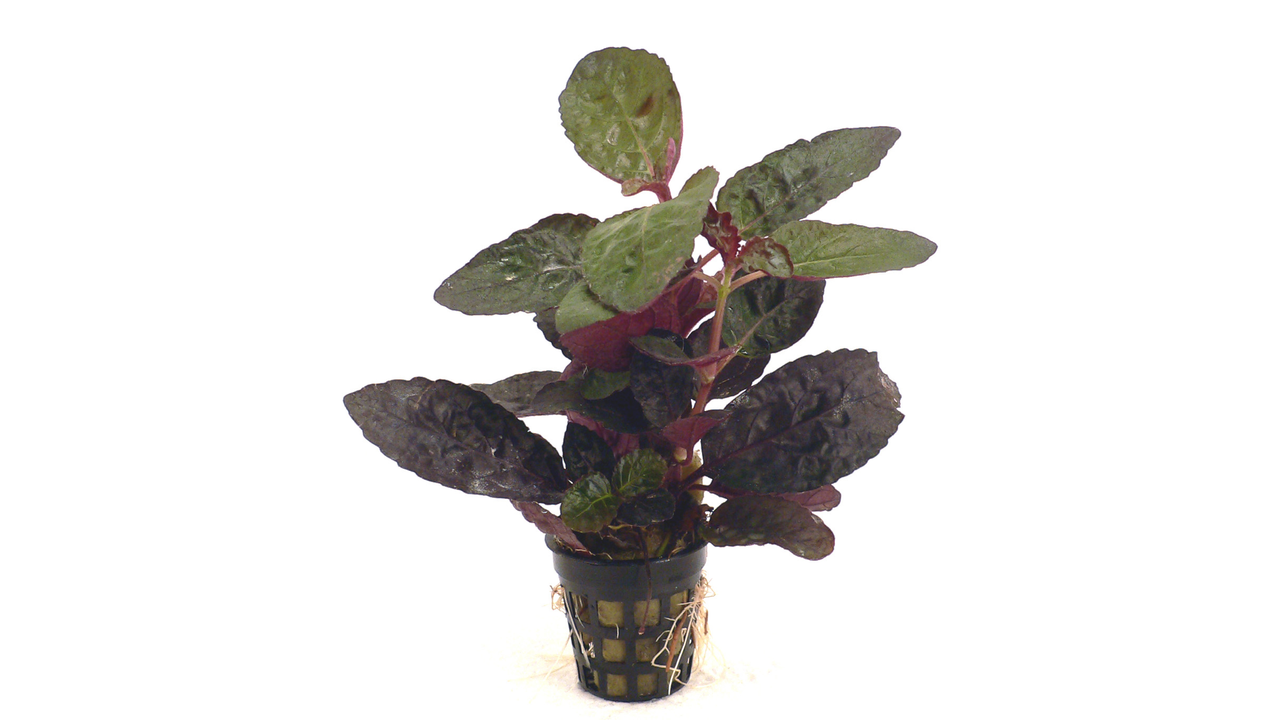 Green Scarlett Leaf Live Plant (Hemigraphis Colorata)