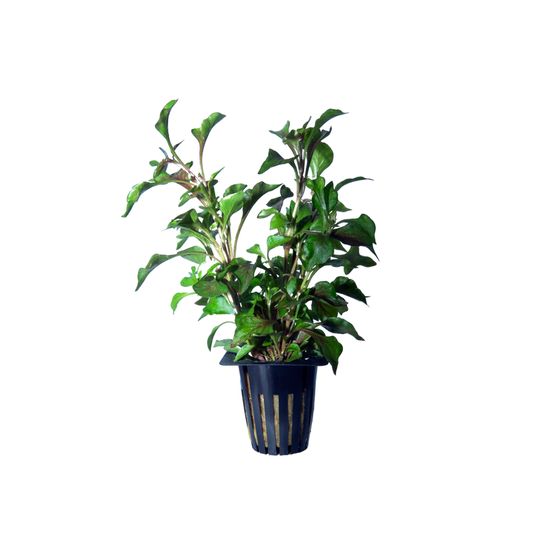 Water Rose Live Plant (Alternanthera Bettzickiana)