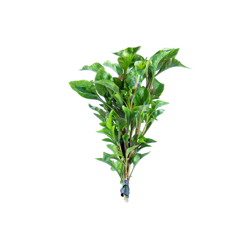 Water Rose Live Plant (Alternanthera Bettzickiana)