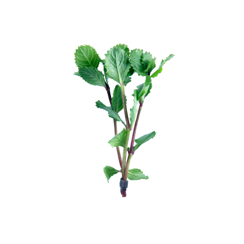 Water Wisteria Live Plant (Hygrophila Difformis)