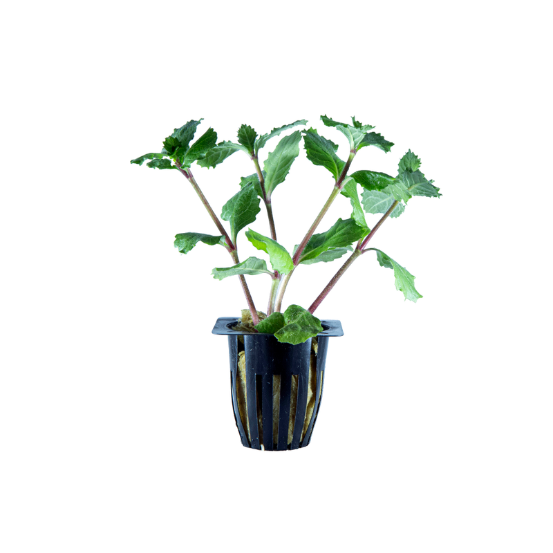 Water Wisteria Live Plant (Hygrophila Difformis)