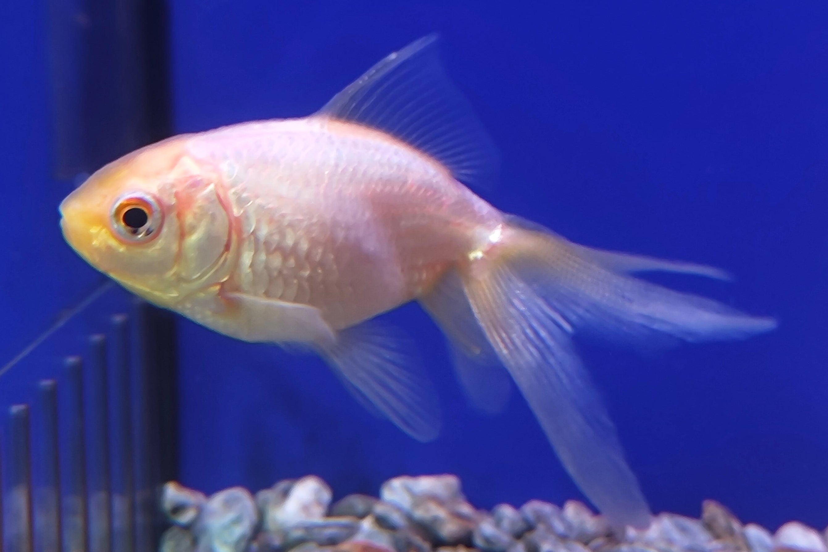 White Fantail Goldfish - Live Fish & Plants 