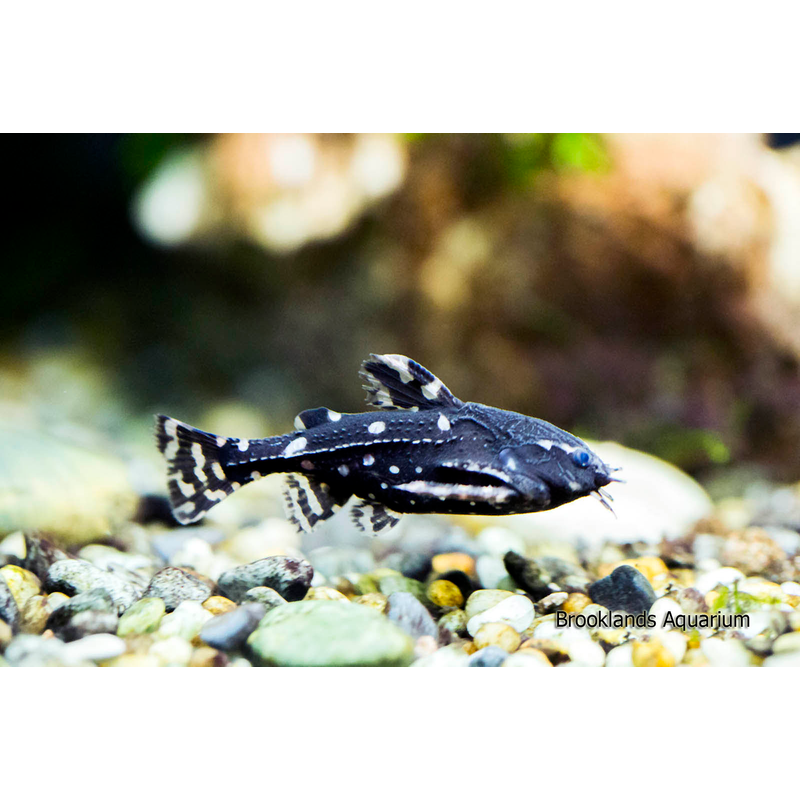 White Spot Talking Catfish (Agamyxis pectinifrons)