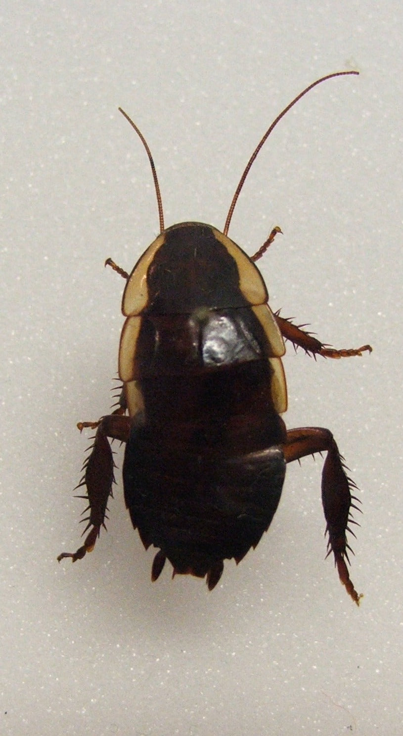 Prawn Cockroach Insect White Streakers (Cockroach) Live Insects – Kiwi Petz