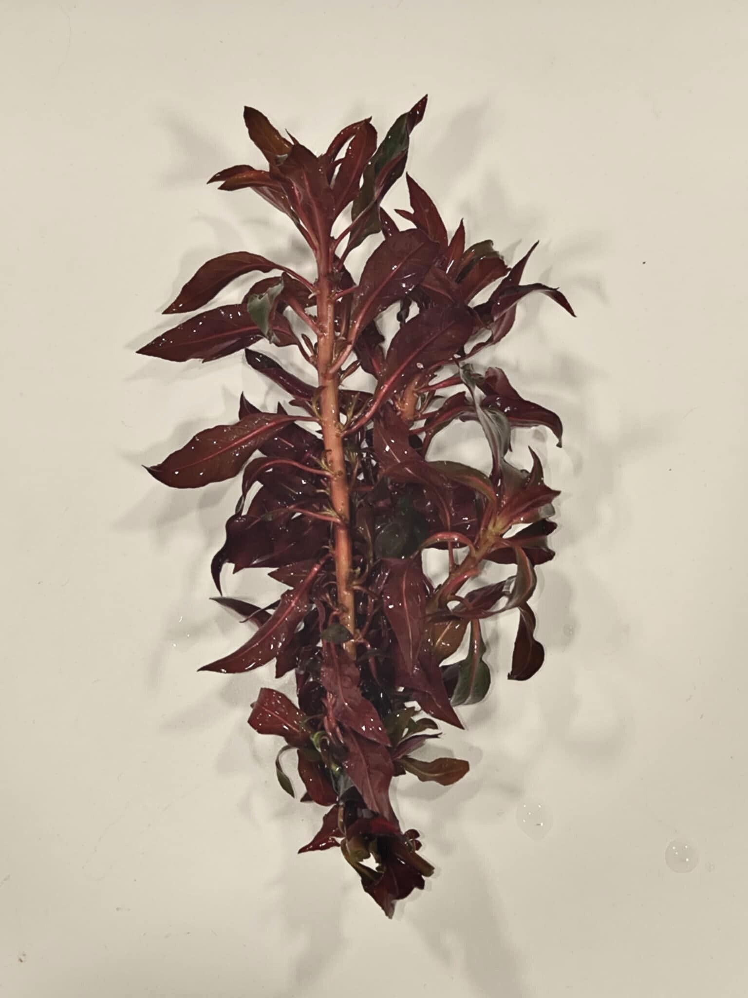 Red Ludwigia Live Plant (Ludwigia Repens)