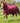 Premier Equine Buster Storm 90g Combo Turnout Rug with Classic Neck