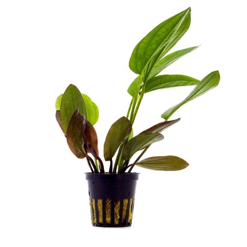 Barthii Sword Live Plant Potted (Echinodorus Barthii)