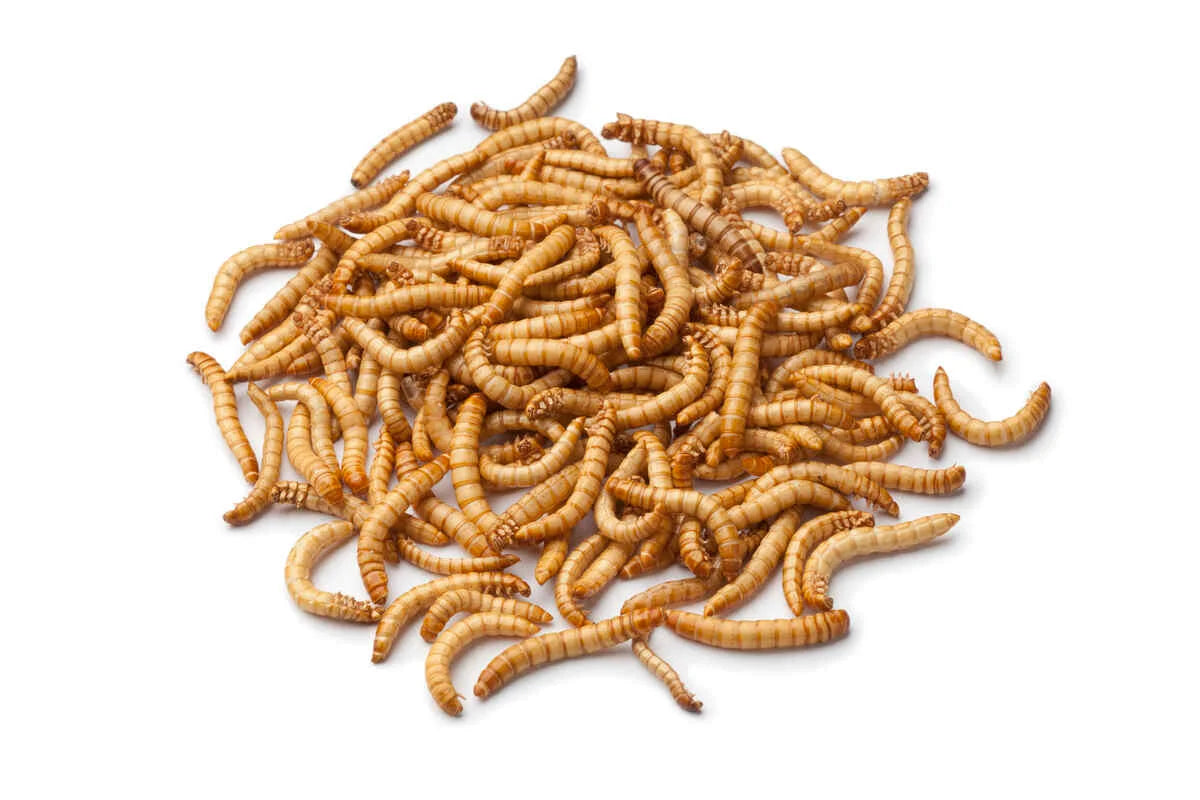 Mealworms Live Insects