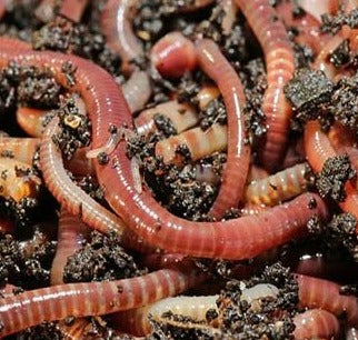 Earth Worms Live Insects