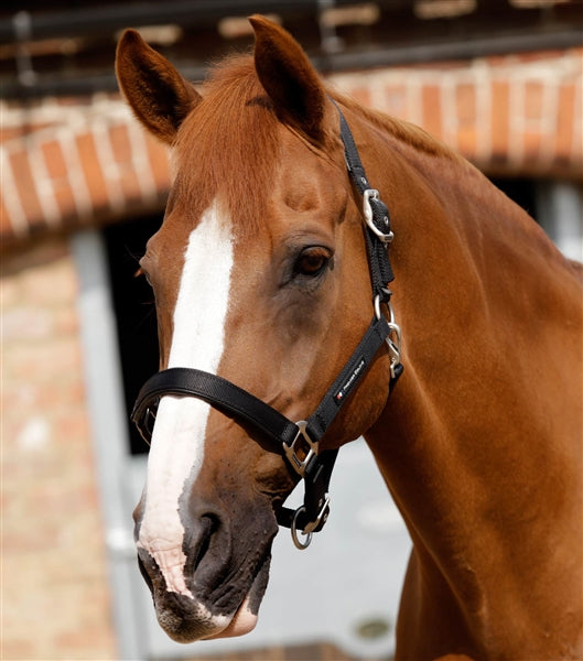 Premier Equine Plain Padded Horse Head Collar