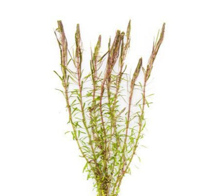 Red Pine Tree Live Plant (Rotala Wallichii)