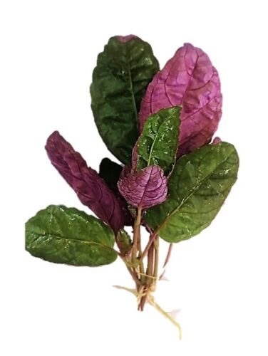 Green Scarlett Leaf Live Plant (Hemigraphis Colorata)