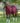 Premier Equine Tuscan Stable Rug 100g