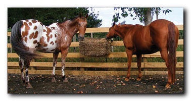 Calm Healthy Horses Hay Saver Small