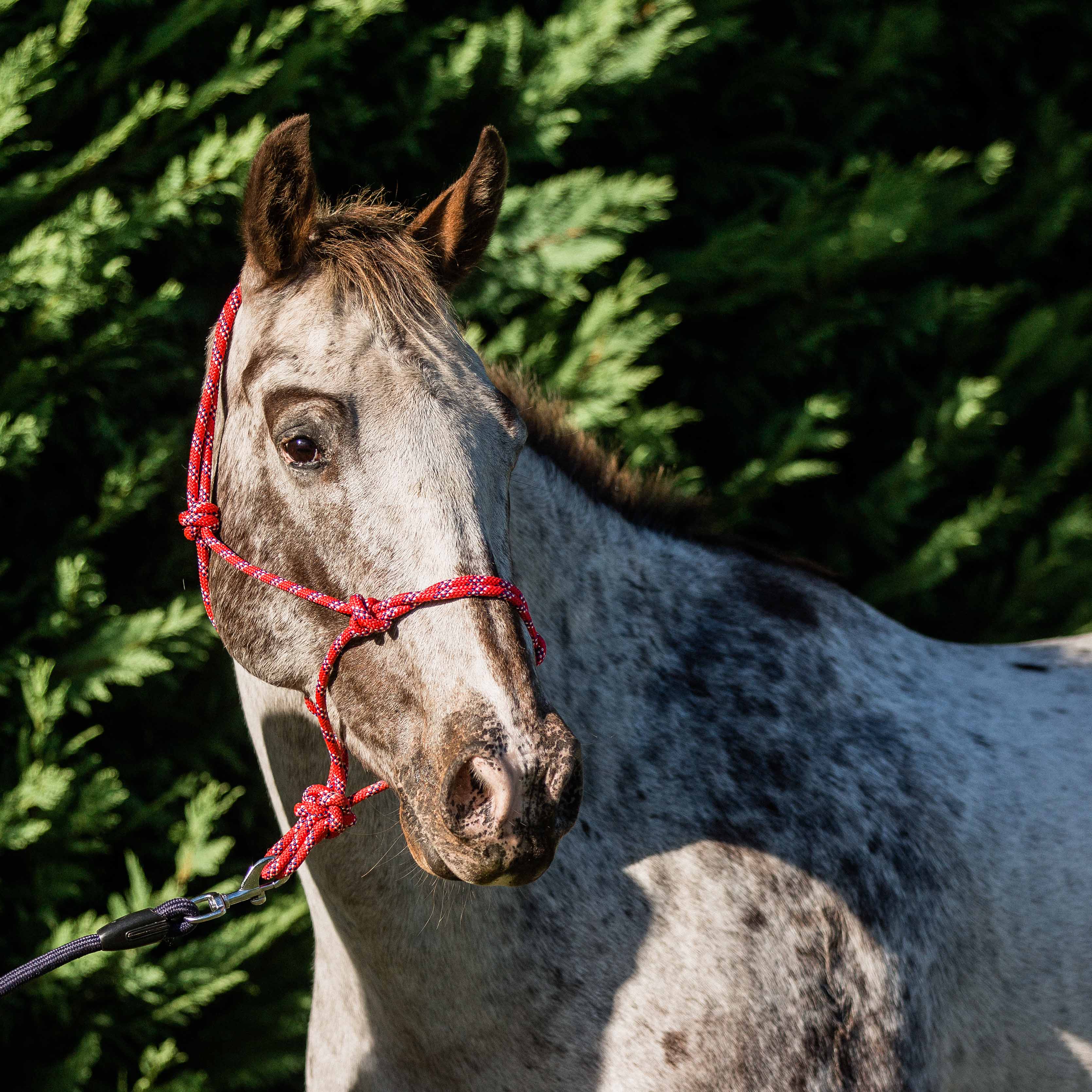 Flair Rope Multi Fleck Halter