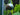 Blue Mystery Snails - Live Fish & Plants 