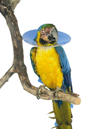 Buster Bird Elizabethan Collar